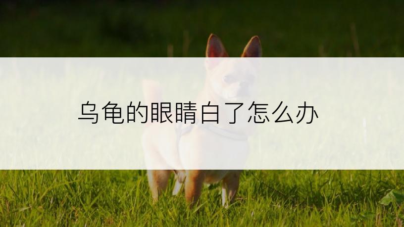 乌龟的眼睛白了怎么办