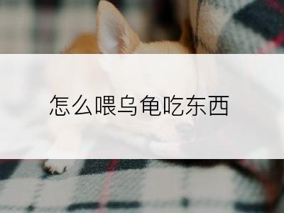 怎么喂乌龟吃东西