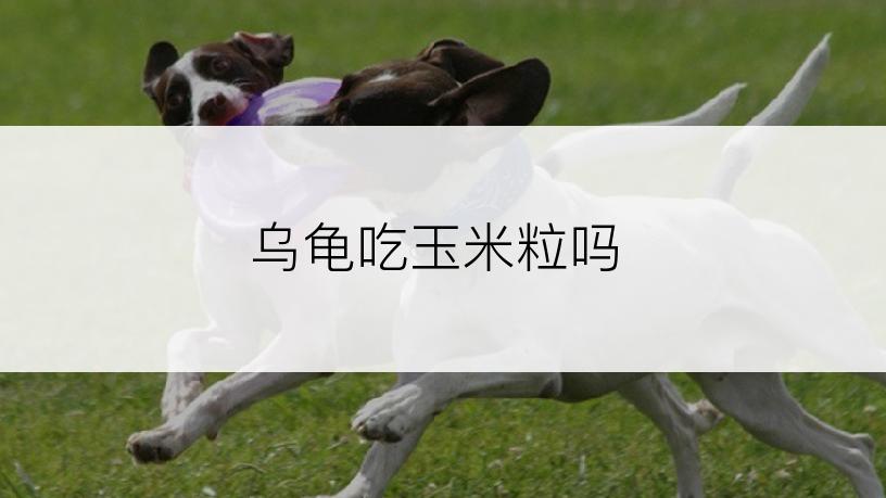 乌龟吃玉米粒吗