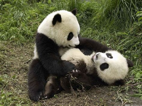 描写国宝大熊猫