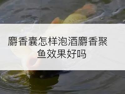 麝香囊怎样泡酒麝香聚鱼效果好吗