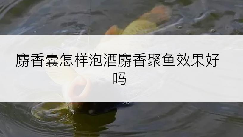 麝香囊怎样泡酒麝香聚鱼效果好吗