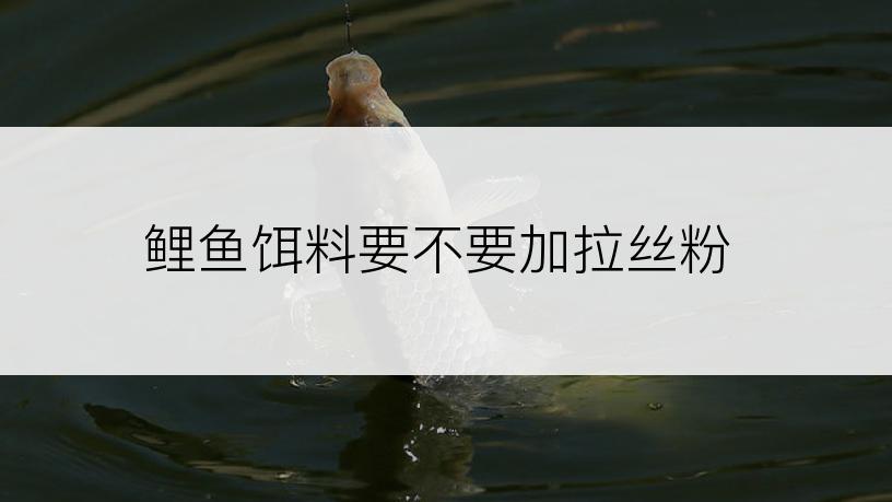 鲤鱼饵料要不要加拉丝粉