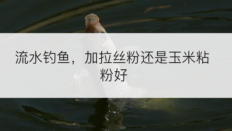 流水钓鱼，加拉丝粉还是玉米粘粉好